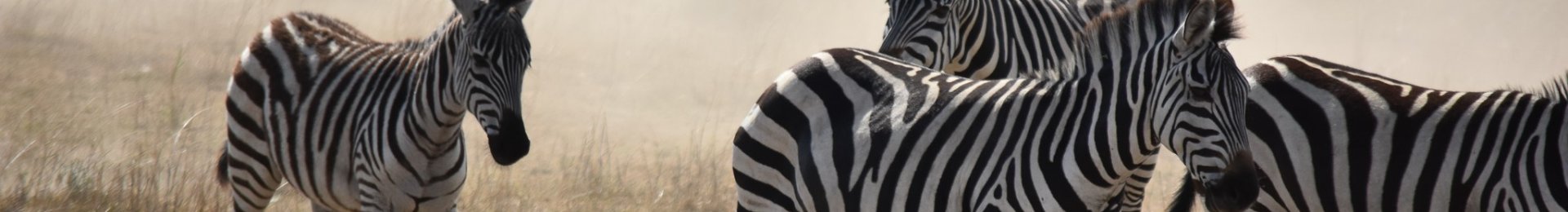 Zebras